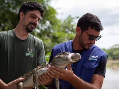 Jacaré-de-papo-amarelo é reinserido à natureza nesta quarta-feira (18)