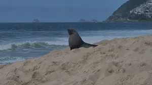 Lobo-marinho que apareceu na orla de Ipanema está saudável