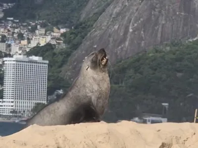 Lobo marinho de espécie natural da Antártica é visto em Ipanema, no Rio de Janeiro