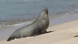 Lobo-marinho aparece descansando na Praia de Ipanema e ganha apelido de Joca