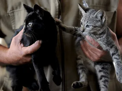 Lula sanciona lei que cria cadastro nacional de animais domésticos