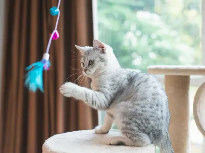 Brinquedos Interativos: Estimule o Instinto Caçador do Seu Gato