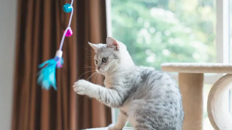 Brinquedos Interativos: Estimule o Instinto Caçador do Seu Gato