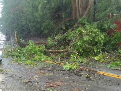 Tempestade com fortes ventos derruba árvores e causa pânico em São Sebastião (SP), veja vídeo