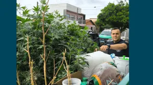 Moradora de Limeira tem 92 mudas de maconha devolvidas após apresentar autorização