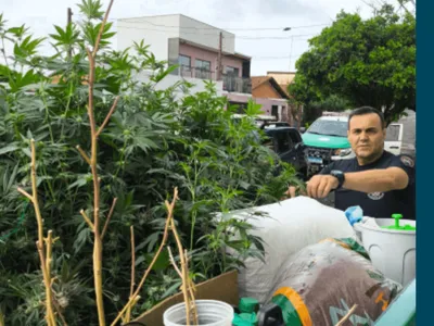 Moradora de Limeira tem 92 mudas de maconha devolvidas após apresentar autorização