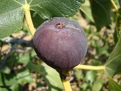 Figo é a fruta do ano; aprenda a plantar em casa