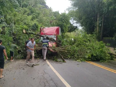 Queda de árvore interdita rodovia em São Sebastião após fortes chuvas