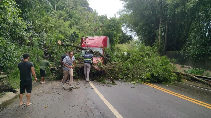 Queda de árvore interdita rodovia em São Sebastião após fortes chuvas