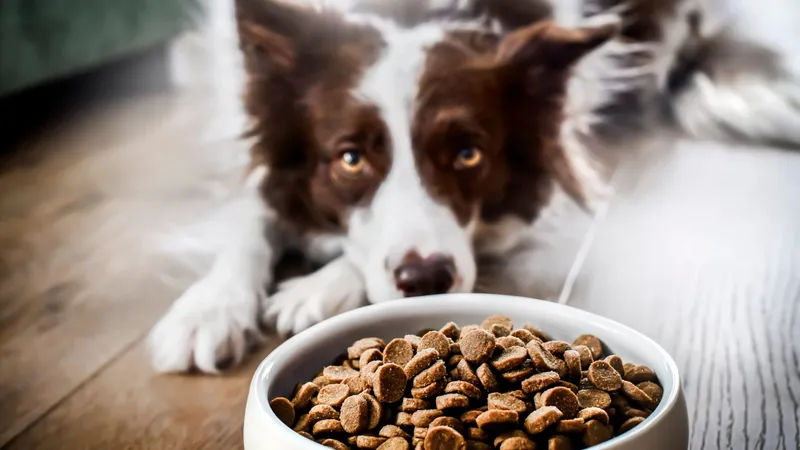 Como Saber se o Seu Cachorro Precisa de Mais Proteína?