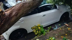 Carro é atingido por árvore após chuva forte em Monte Aprazível