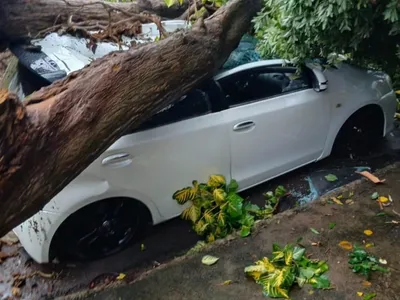 Carro é atingido por árvore após chuva forte em Monte Aprazível