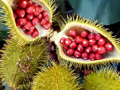 Urucum movimenta economia no Paraná e é considerado o ouro vermelho