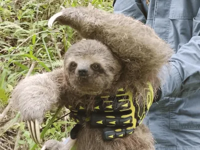 Bicho-preguiça é resgatado em avenida de Caraguatatuba