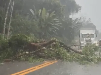 Forte chuva causa queda de árvore e interdita Rio-Santos em Ubatuba