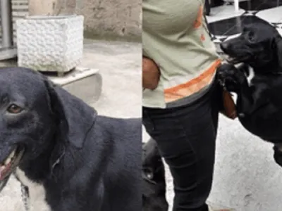 Cachorro que foi abandonado em Queimados está disponível para adoção