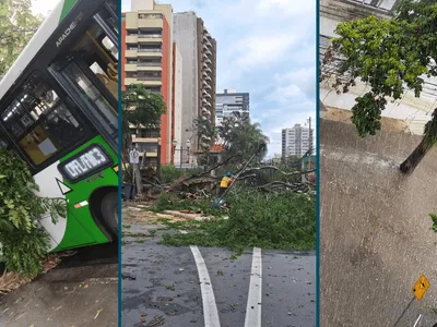 Chuva em Campinas causa quedas de árvores e galho sobre carro, poste e ônibus coletivo