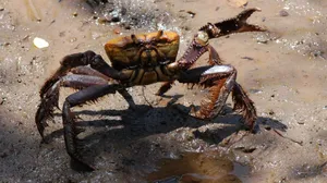 Biólogo denuncia pesca predatória de carangueijos-uçá no período reprodutivo da espécie