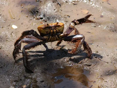 Biólogo denuncia pesca predatória de carangueijos-uçá no período reprodutivo da espécie