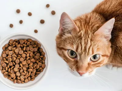 A Ração Certa para Gatos Castrados: Dicas e Benefícios