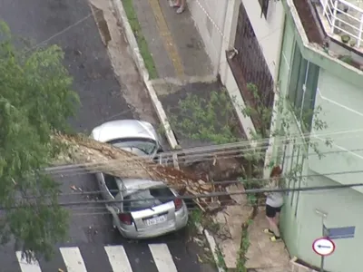 Temporal causa queda de árvores em São Paulo