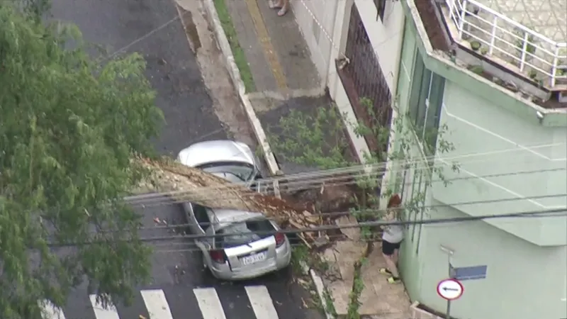 Temporal causa queda de árvores em São Paulo