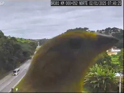 VÍDEO: Canários-da-Terra roubam a cena em câmeras das rodovias em SP e MG