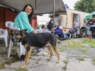 Saiba as datas dos primeiros mutirões de castração gratuita de cães e gatos em Curitiba