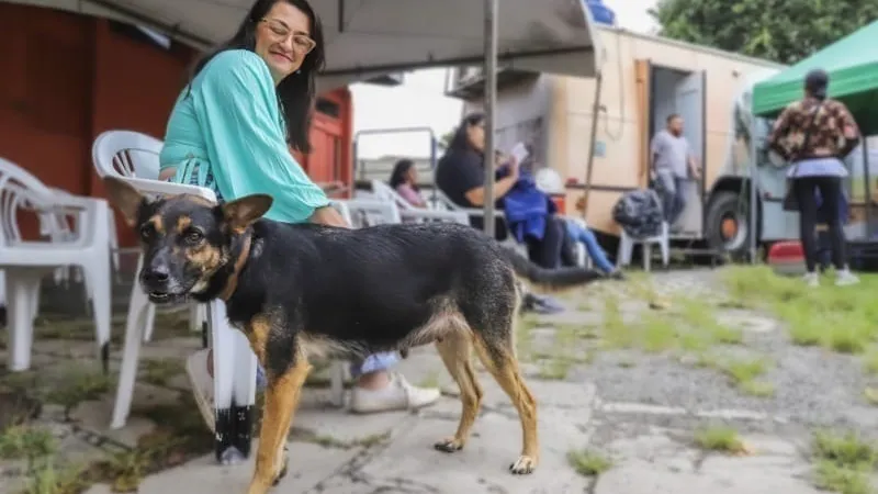 Saiba as datas dos primeiros mutirões de castração gratuita de cães e gatos em Curitiba