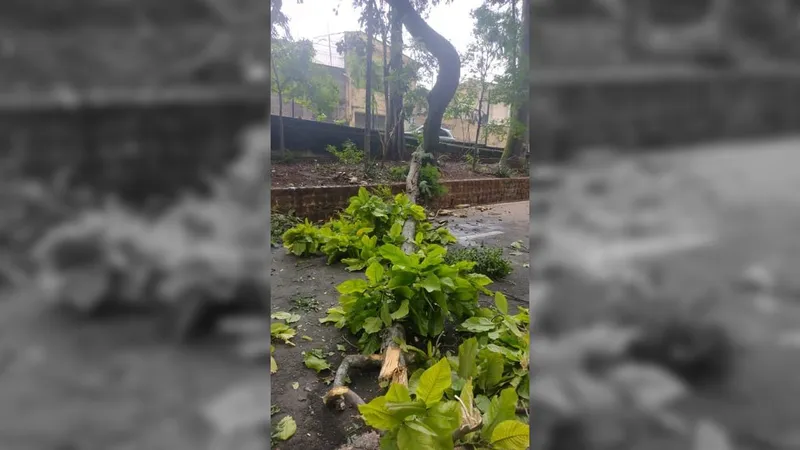 Prefeitura de Campinas fecha Bosque dos Jequitibás para limpeza após fortes chuvas