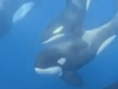 Fotógrafo registra grupo de baleias orcas “passeando” por Ilhabela, no Litoral Norte de SP