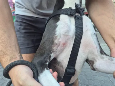 Cachorro é atacado por pitbull que passeava sem focinheira no Maracanã