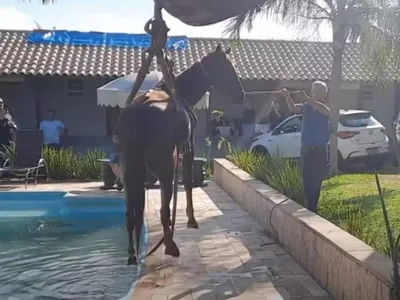 Defesa Civil resgata cavalo que caiu em piscina na cidade de Dois Córregos