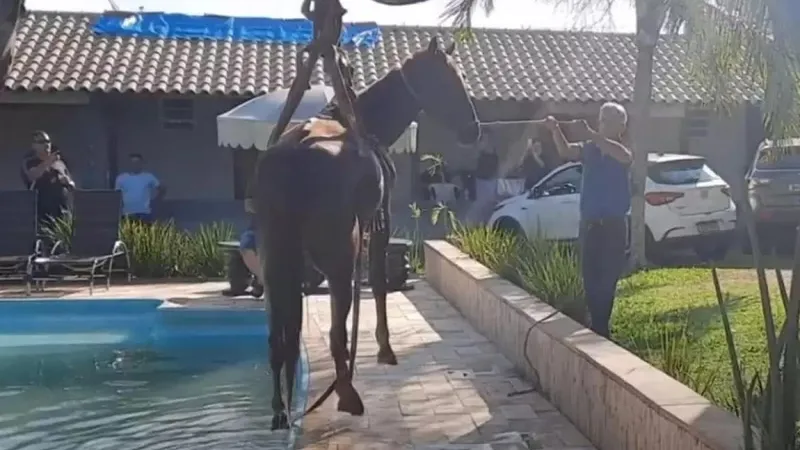 Defesa Civil resgata cavalo que caiu em piscina na cidade de Dois Córregos