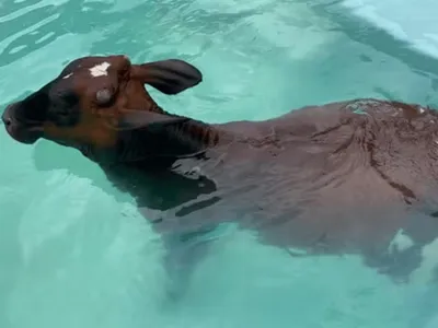 Vaca invade piscina de casa para se refrescar em Minas Gerais