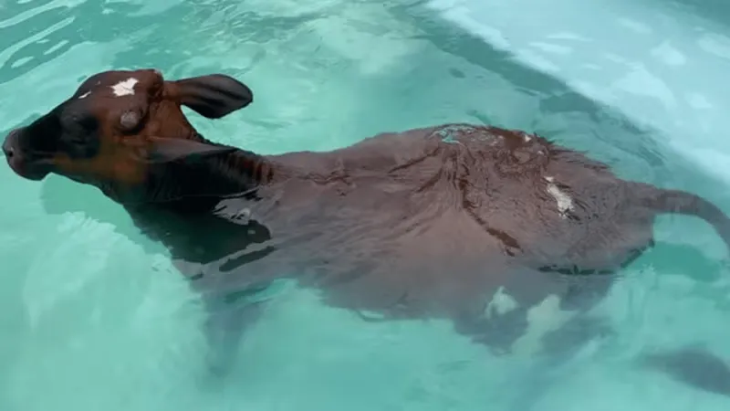 Vaca invade piscina de casa para se refrescar em Minas Gerais