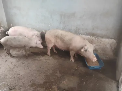 Três porquinhos resgatados por funcionários da Prefeitura passam bem após avaliação veterinária