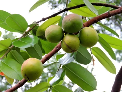 Conheça a mangaba, fruta brasileira versátil riquíssima em vitamina C; assista