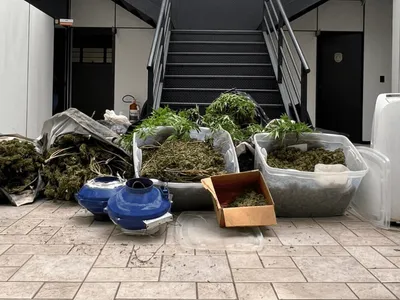 Polícia prende cinco suspeitos de manter plantação de flores de maconha em Itapetininga