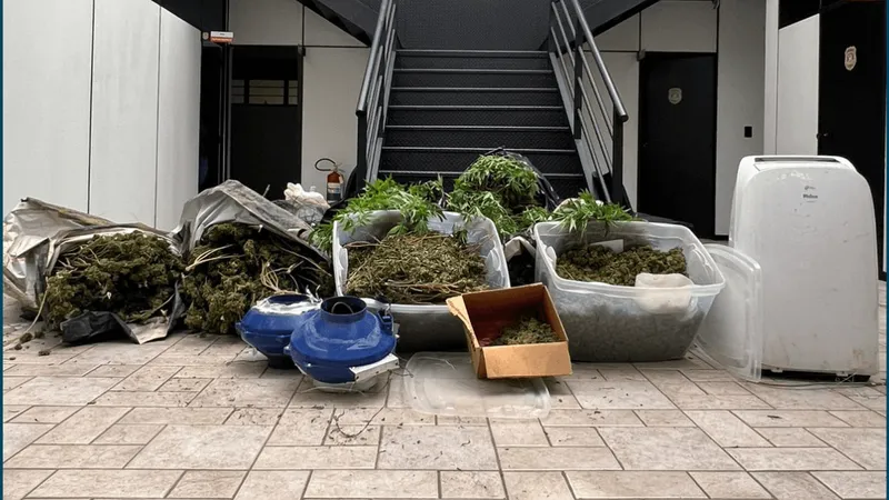 Polícia prende cinco suspeitos de manter plantação de flor de maconha em Itapetininga