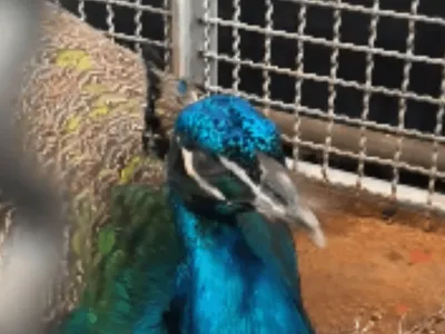 Pavão é resgatado pelo Corpo de Bombeiros no telhado de uma casa em Caraguatatuba