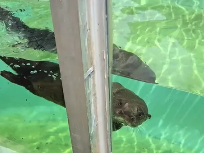 Campanha vai escolher nome de filhote de lontra em zoológico no interior de SP