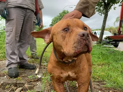 Cachorro resgatado de bueiro é levado para a Fazenda Modelo, na Zona Oeste