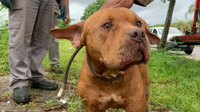 Cachorro resgatado de bueiro é levado para a Fazenda Modelo, na Zona Oeste