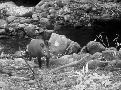 Dadas como extintas, antas são flagradas no Parque Estadual do Cunhambebe