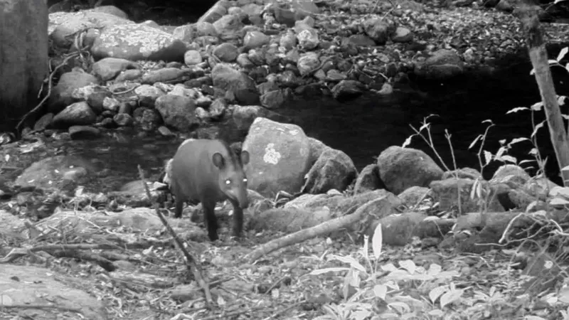 Dadas como extintas, antas são flagradas no Parque Estadual do Cunhambebe