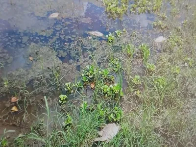 Técnicos da Cetesb investigam mortandade de peixes em rio de Lins