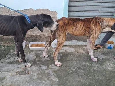 Dois cachorros abandonados, idosos e desnutridos, são resgatados em Bangu