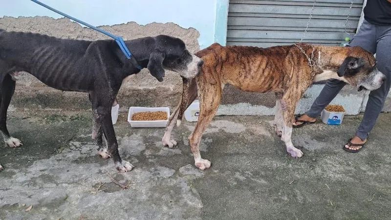 Dois cachorros abandonados, idosos e desnutridos, são resgatados em Bangu