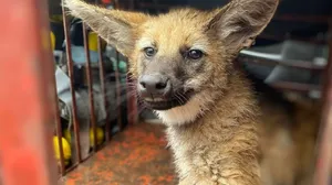 Lobo-guará é capturado em garagem de estabelecimento em São José dos Campos